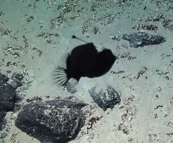 ROV anglerfish! Melanocetus #SEPacificSeamount