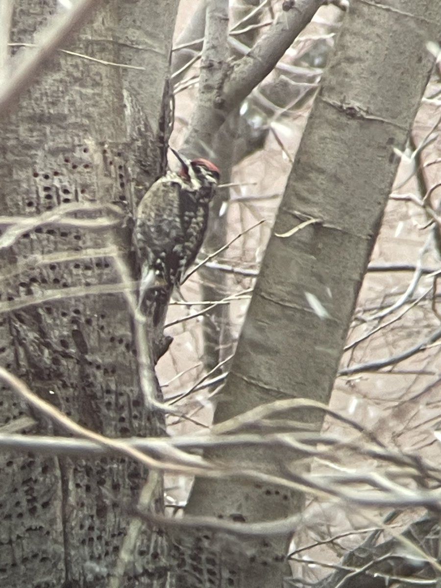 Alisa Hrustic (@alisaa_hrustic) on Twitter photo A sapsucker hard at work. Only been birding for a year so I was delighted to spot him right outside my window! <a href="/BirdBrklyn/">Brooklyn Bird Alert</a>
(Took this on my phone through my binoculars.) A sapsucker hard at work. Only been birding for a year so I was delighted to spot him right outside my window! <a href="/BirdBrklyn/">Brooklyn Bird Alert</a>
(Took this on my phone through my binoculars.)