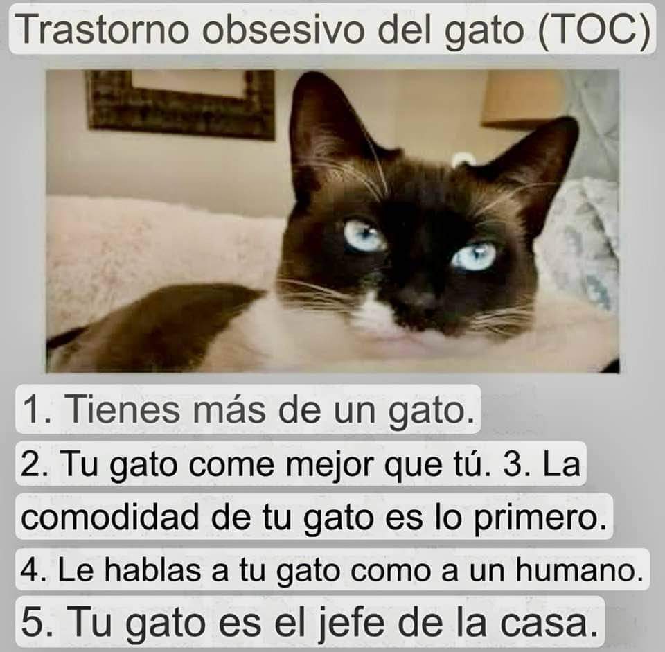 Alguien por aquí con este trastorno gatuno?

 #apaqro #gatos #gatoslindos #gatosgraciosos #gatosdivertidos