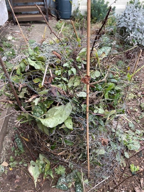 SSwindoninBloom tweet media