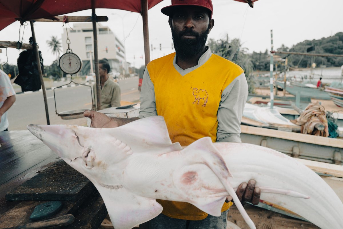 useless_boring's tweet image. #shark #manatwork #Galle #SriLanka #LeicaQ2