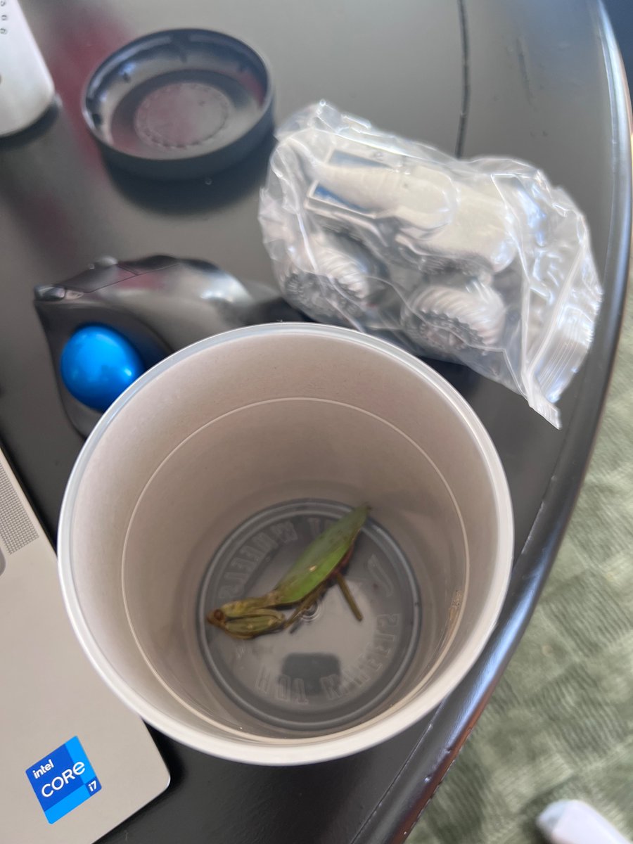 JustBeechin's tweet photo. @Mattel there was a dead praying mantis on our hot wheel color reveal.  Is that standard? https://t.co/tyK0fY7vsw