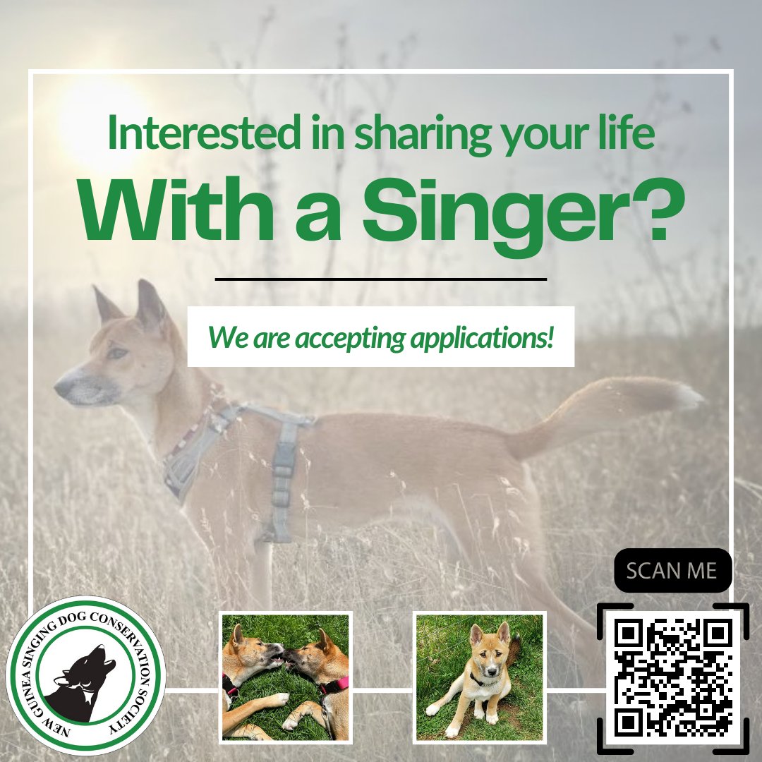 NGSingingDogCS's tweet photo. Interested in sharing your life with a Singer?

See our most recent Facebook post to learn more and get information about how to fill out an application! 

https://t.co/nOwJkgiSxB

#newguineasingingdog #ngsd #newguineasingingdogs #primitivedogs #adoptngsd #primitivedogs #puppies https://t.co/misfCNavRc