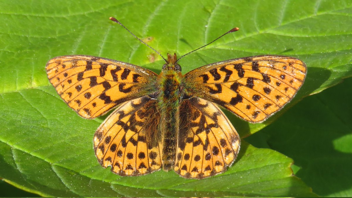 It was good to be back on Bodmin Moor this weekend, helping @Cornwall_BC with habitat management for the Pearl-bordered Fritillary colony at Pendavy.
