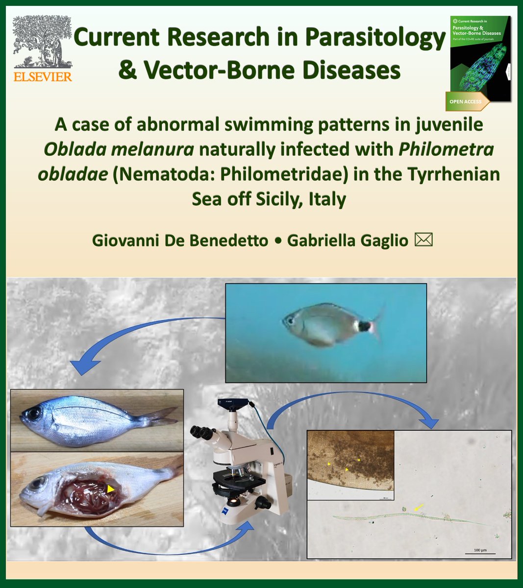 AnetKostadinova's tweet photo. New in Current Research in Parasitology & Vector-Borne Diseases @CRPVBD

▶️https://t.co/STW3w3XQBf

📌Behavioural changes in parasitized wild fish from the Tyrrhenian Sea, Mediterranean
📌Unusual swimming behaviour of juvenile Oblada melanura characterized by uncoordinated directional changes.
📌Examination of dead fish of the same stock revealed infection with the nematode Philometra obladae (Philometridae)