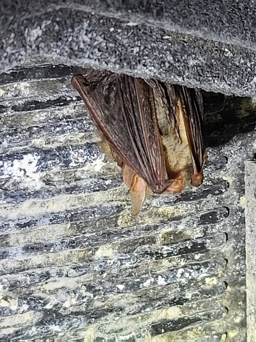 BerksBatGroup's tweet photo. Hib checks today. Big suprise to see a barb in one of our little ice hoses and 20 plus noctules in a hibernation box. https://t.co/ECbrwbK199