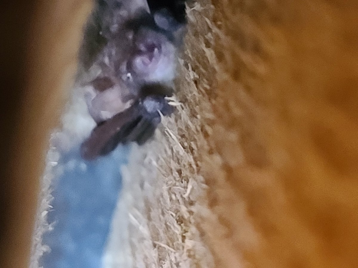 BerksBatGroup's tweet photo. Hib checks today. Big suprise to see a barb in one of our little ice hoses and 20 plus noctules in a hibernation box. https://t.co/ECbrwbK199