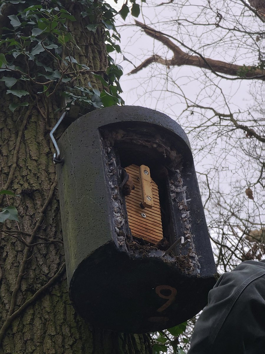 Hib checks today. Big suprise to see a barb in one of our little ice hoses and 20 plus noctules in a hibernation box.