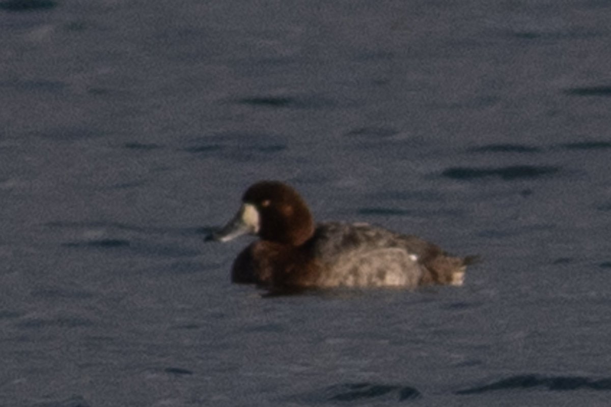 Tony Blake tweet media