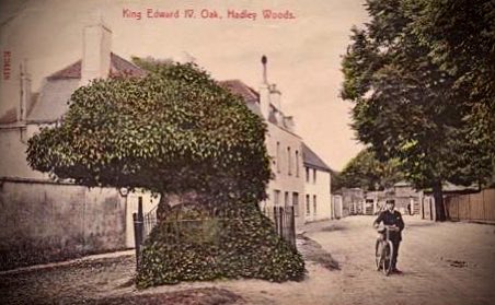 1907 postcard of Edward IV’s Oak, Hadley Woods, near Barnet where legend says Warwick ‘The Kingmaker’ was killed on 14 April 1471. The WOTR’s battle of Barnet was a Yorkist victory in the fog, but it was really a soldier’s battle where commanders had little tactical involvement🥀