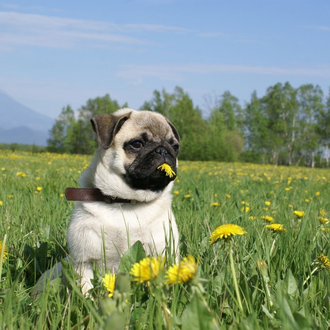 pugazon's tweet photo. Pug life just got cuter! 😍 Engage with this adorable pug and double tap for some serious cuteness overload! 🐶❤️ https://t.co/WoohrzJx0W