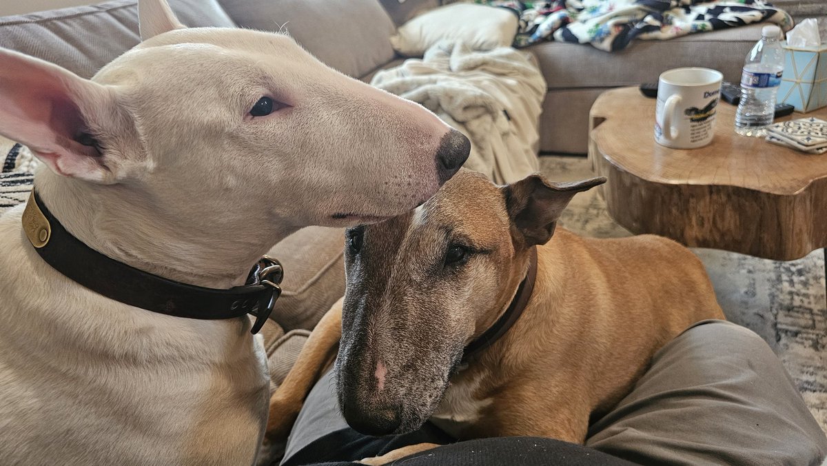 Can you guys get any closer? 🤦‍♂️🐕 😆 what you can't see is my plate of scrambled eggs and sausage in my other hand. 🍳 #bullterrier