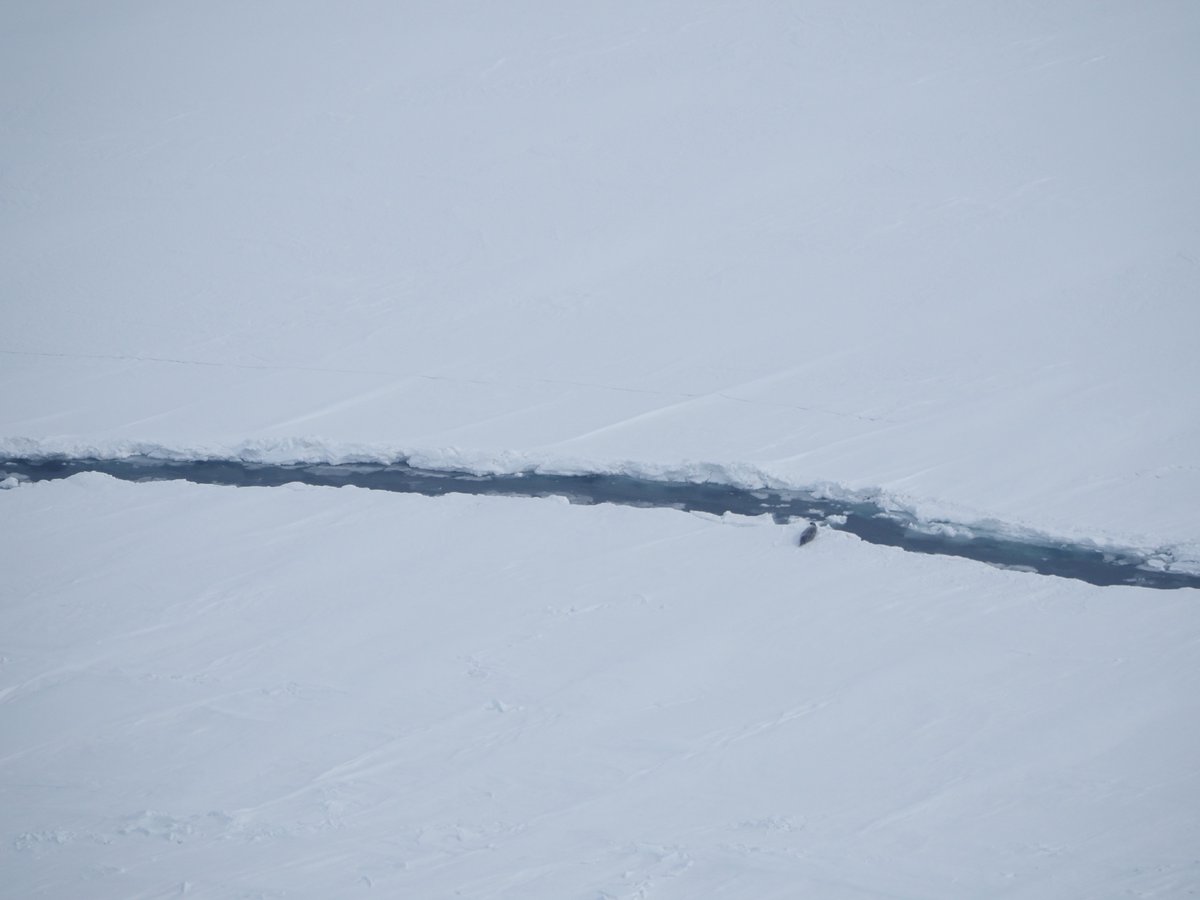 William Halliday (@wdhalliday) on Twitter photo #JobAlert: We're looking for a new post doctoral fellow to join our team to study Arctic marine mammals using aerial surveys, and also examine the diet of ice seals. Please share widely. <a href="/UVicSEOS/">UVic School of Earth and Ocean Sciences</a> <a href="/UVicScience/">UVic Science</a> <a href="/WCS_Canada/">WCS Canada</a> Job ad/apply here: wcscanada.bamboohr.com/careers/68 #JobAlert: We're looking for a new post doctoral fellow to join our team to study Arctic marine mammals using aerial surveys, and also examine the diet of ice seals. Please share widely. <a href="/UVicSEOS/">UVic School of Earth and Ocean Sciences</a> <a href="/UVicScience/">UVic Science</a> <a href="/WCS_Canada/">WCS Canada</a> Job ad/apply here: wcscanada.bamboohr.com/careers/68