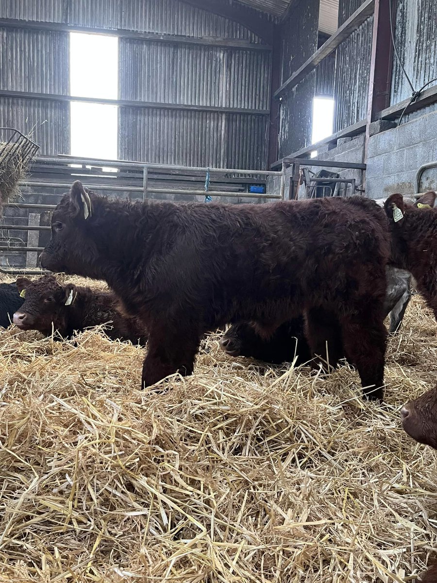 Calving time has arrived at the Coolagoree Herd with these Montesqieu (SA6253) calves already displaying the best attributes of their sire

Montesqieu boasts a 5 star replacement index of €154, 5.4% calving difficulty &amp; has a 5 star carcass weight figure across &amp; within breed