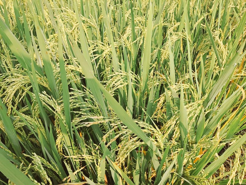 subburaj_dr's tweet photo. தை திருநாள் நல்வாழ்த்துகள் https://t.co/XfLJXhgYBM