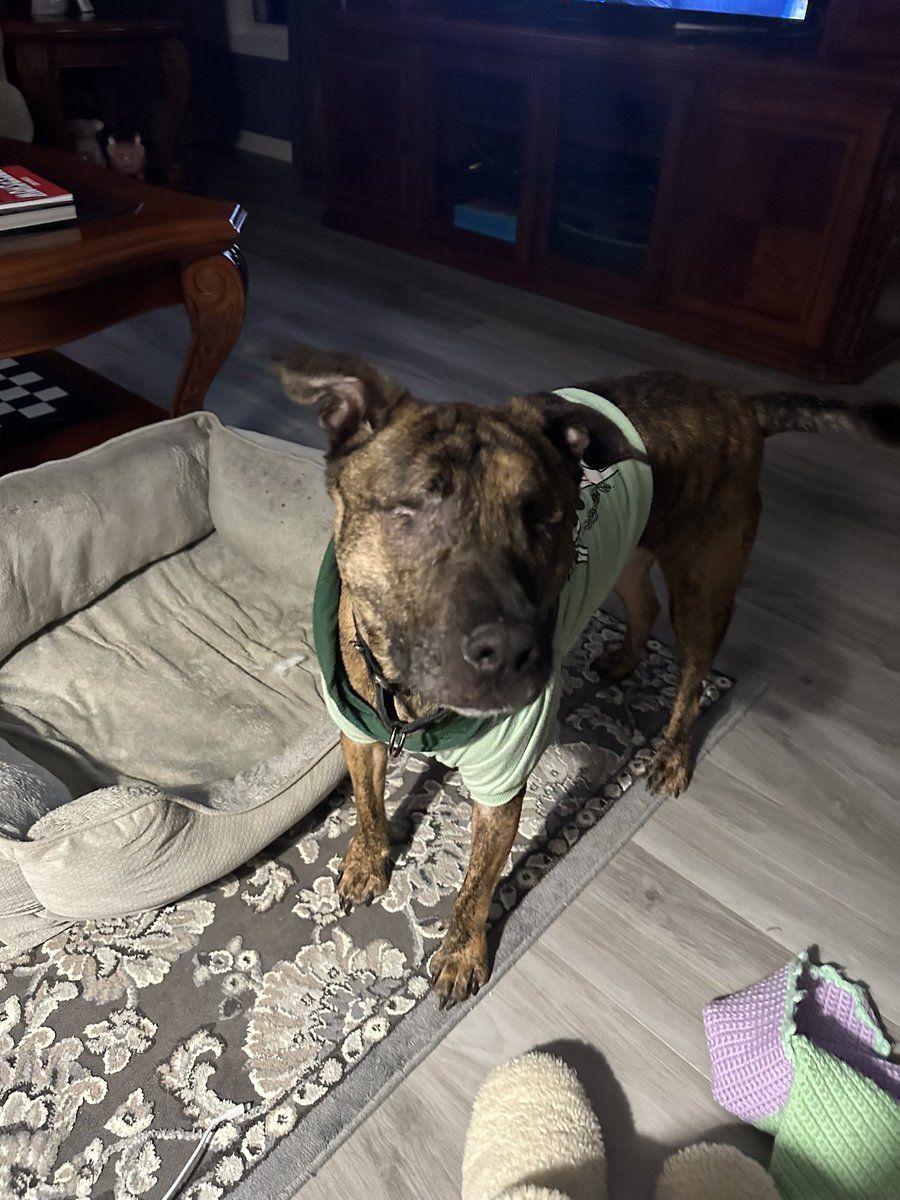 Wallflower2u's tweet image. #JamminWithJamie  actually its
#SingingWithStevieTheNoEyedBoxer
@tonesandimusic #DanceMonkey THIS IS HIS LOSE HIS MIND 🎶 🤣
WE LISTEN 2 🎶 AT NIGHT  
SOMETIMES I LET HIM DJ😳
HE JUST PLAYS THIS SONG 
OVER &amp;amp; OVER 
 I HAVE TO HELP HIM HE HAS NO EYES🤣🐕🚫👀
SEE HE KNOWS SONG