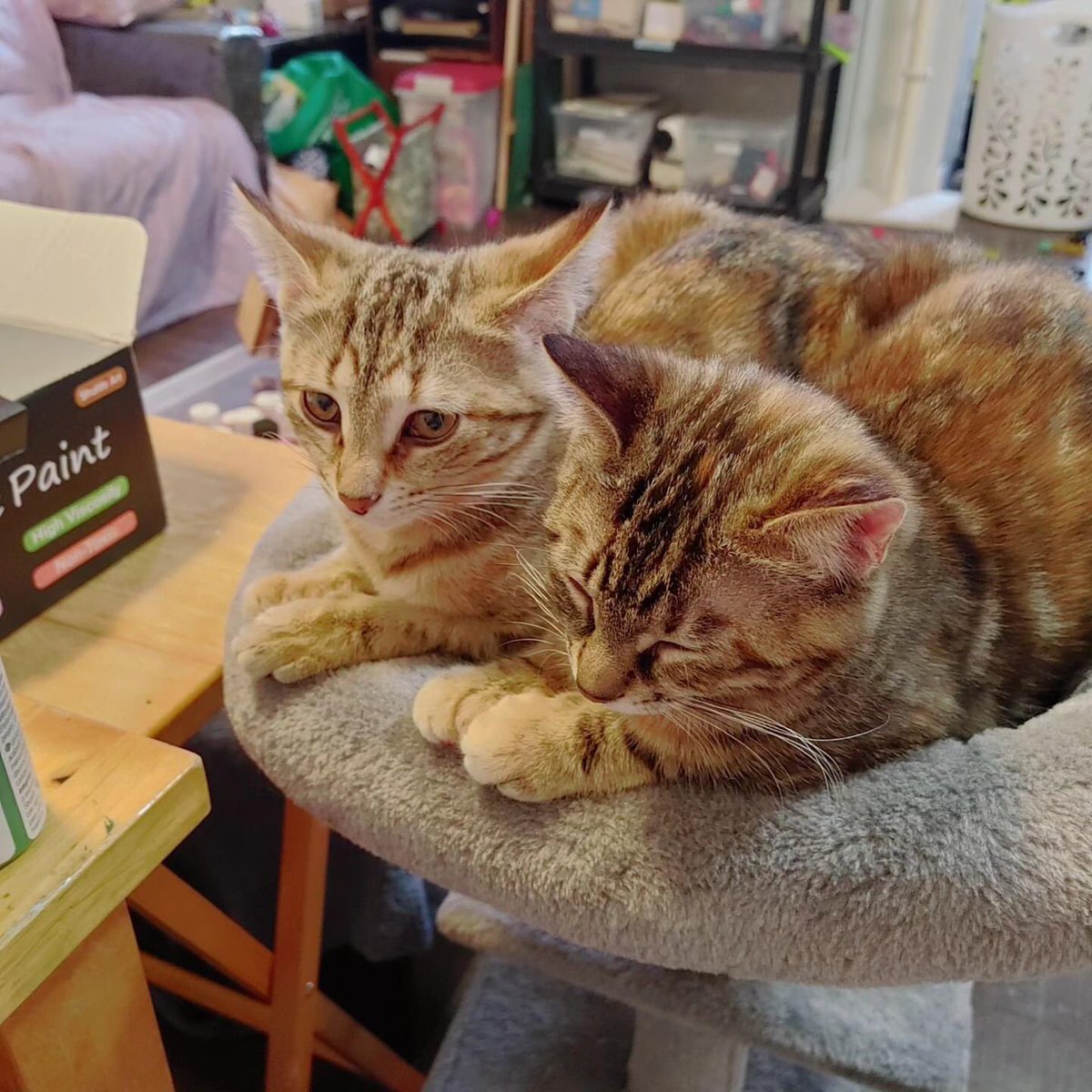 AlyssaChey's tweet photo. @MarkNarrations These are my kittens, watching my paint in my home. https://t.co/fMIx2AVcM0