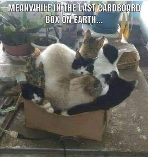 WholesomeMeme's tweet photo. https://t.co/P10TCQq5xx