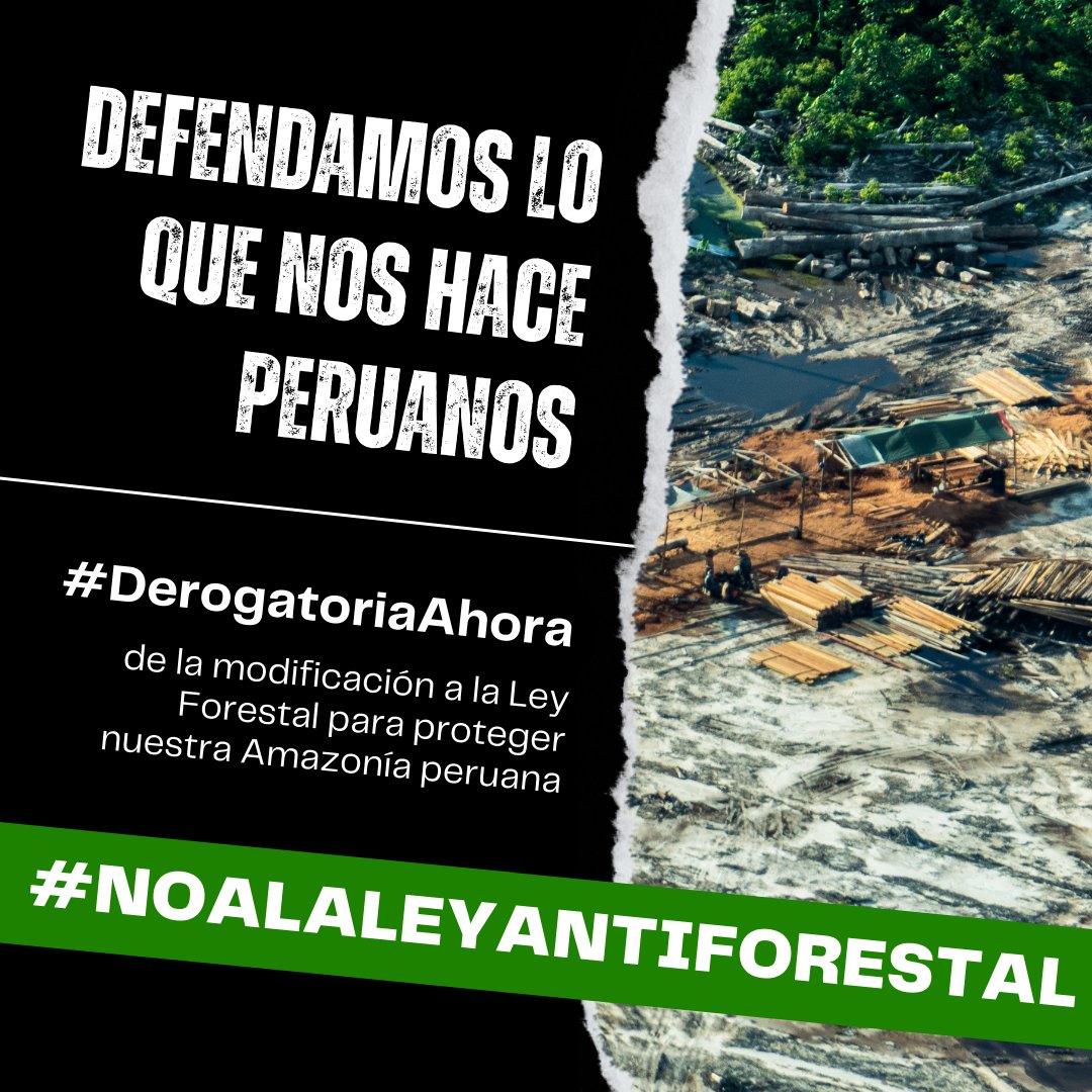 jpccperu's tweet photo. No permitamos que el @congresoperu ecocida deprede nuestros bosques y Amazonía. ¡El Perú le dice #NoALaLeyAntiforestal! ✊🌲#DerogatoriaAhora #SinBosquesNoHayFuturo https://t.co/GOVUDUKDbt