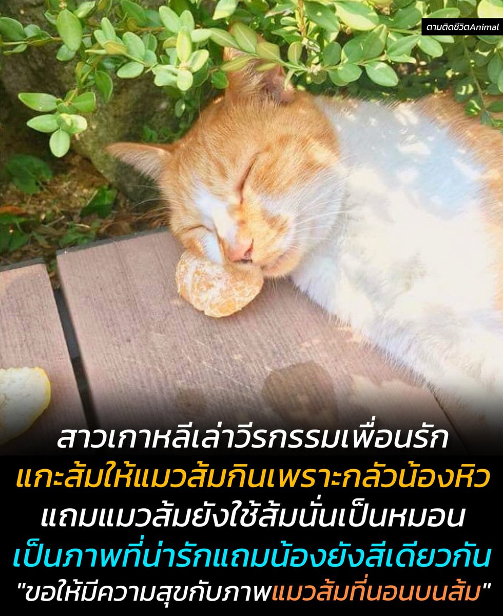 AnimalFW_TH's tweet photo. สาวเกาหลีแกล้งเพื่อนที่ไม่ใช่ทาสแมว บอกว่าแมวส้มชอบกินส้มเขียวหวานมากๆ เพื่อนของเธอก็บรรจงแกะส้มให้น้องกิน จากที่ว่าน้องจะกินก็กลายเป็นทิ้งตัวลงนอนบนส้มลูกนั้นและใช้มันเป็นหมอน ทั้งคู่ถูกตกด้วยท่า "แมวส้มที่นอนบนส้ม" เป็นภาพที่น่ารักแถมน้องก็ยังสีเดียวกันอีก 😺🍊
แมวส้ม : แกล้งฉันเหรอ เจอนี่หน่อยเป็นไง 😹

เรื่องราวน่ารักๆ จากเกาหลี เว็บไซต์ N포스트 ได้แชร์เรื่องราวของสองสาวเพื่อนรักที่ไปปิกนิกในสวนสาธารณะแห่งหนึ่งในช่วงฤดูใบไม้ผลิ

ทั้งคู่เดินมาแล้วเจอแมวส้มนอนอยู่ หญิงสาวจึงแกล้งเพื่อนที่ไม่ใช่ทาสแมว บอก "เธอรู้ไหม แมวส้มนะชอบกินส้มมากๆ" เพื่อนของเธอที่ไม่รู้อะไรเกี่ยวกับแมวเลย จึงหยิบส้มเขียวหวานออกมา แล้วบรรจงแกะมันแล้วยื่นให้น้องแมว

แมวส้มเดินเข้ามาดมฟุดฟิด จากนั้นก็ทิ้งตัวลงนอนบนส้ม ทั้งคู่หยุดชะงัก กลายเป็นว่าถูกแมวส้มตัวนั้นตกด้วยท่า "แมวส้มที่นอนบนส้ม" ทำเอาทั้งคู่ละลายอยู่ตรงนั้น น้องน่ารักแถมยังสีเดียวกันอีก กลายเป็นฤดูใบไม้ผลิสีส้มที่น่ารักที่สุด 😸🍊🥹

เรียบเรียง 🖋️ แอดเพา
ที่มาของรูป 📸 N포스트