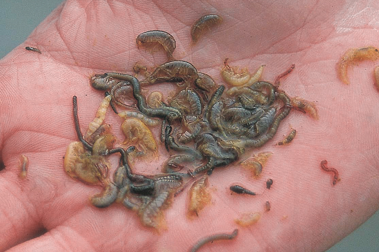 FlyFishermanMag's tweet photo. There are more than 1,100 species of freshwater crustaceans in North America, but only a few are important to tailwater anglers: scuds, sow bugs, and Mysis shrimp.
https://t.co/Sk6unCqZji
#flyfisherman #scuds #flyfishing #flytying #crustaceans #rivers #streams #trout https://t.co/3vG3AydCJ7