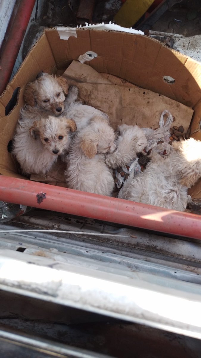 Fundacion_CIMA's tweet photo. Urgente #Ayuda para estos pequeñitos.  🆘 🆘 🆘 fueron abandonados en esta caja🤬
Mayor informacion en este numero  +56977465757
#Ayuda a #Difundir 🙏🙏🙏 https://t.co/RsYHtYygrD