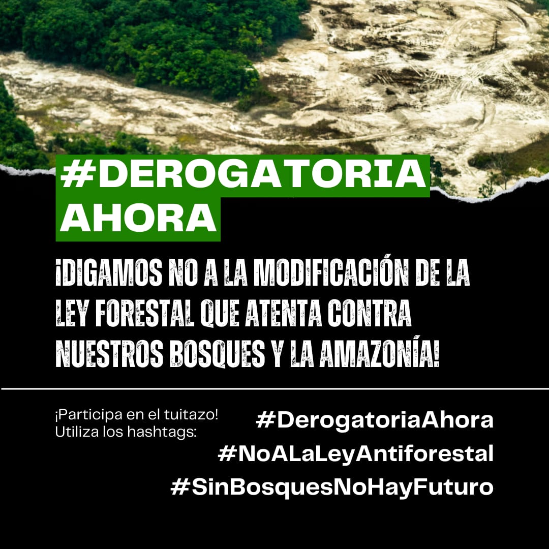 Fatima_H_L's tweet photo. @midagriperu
@pcmperu
@MINCETUR
@tc_peru
@ContraloriaPeru
@defensoria_peru
@FiscaliaPeru
@agrariacomision
@cdpueblos
@congresoperu
@elcomercio_peru
@ojo_publico
@larepublica_pe

 #NOALALEYDEFORESTACION
#DerogatoriaAhora #NoALaLeyAntiforestal              #SinBosquesNoHayFuturo https://t.co/zCXEPlGTKQ