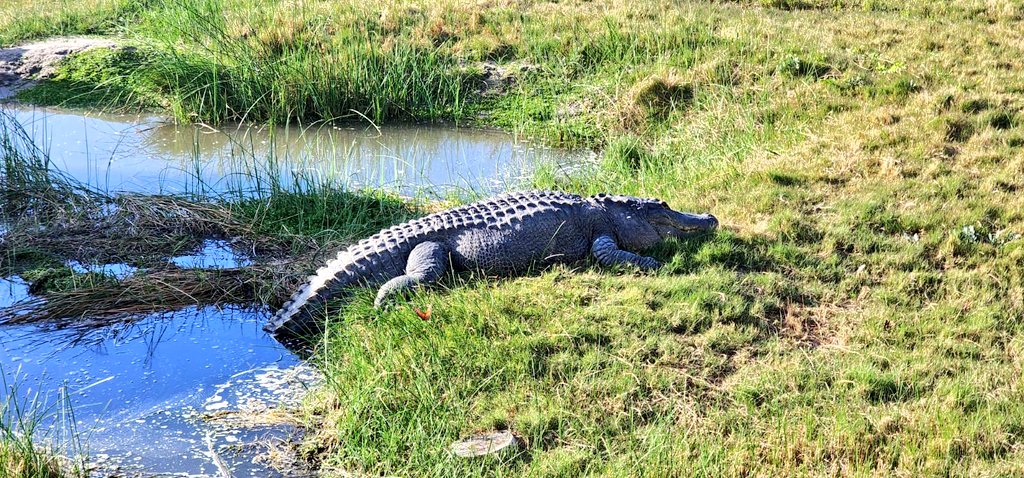 That's Big Padre, resident alligator. He lives at the sanctuary. 

#SoPadre #TexasBestBeach #SouthPadreIslandBirdingNatureAlligatorSanctuary #RGV