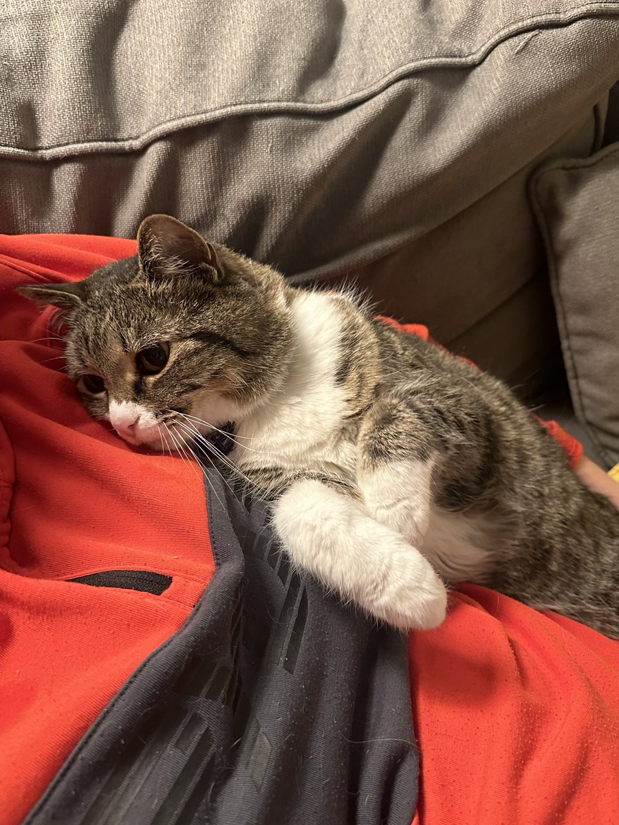 thetinycathouse's tweet photo. Sunday is for snuggles 😻 https://t.co/Z0NceMl4zs