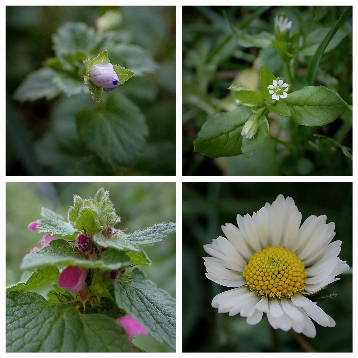 Four of the gorgeous little wildflowers currently enjoying life at the allotment 🥰🌼 so much colour and beauty in the midst of winter, if we look closely! 💛💜🤍💚 #wildflowerhour #NatureBeauty #sundayvibes #flowerphotography #flowers #naturelovers #gardening #nature #Cambridge