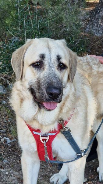 Me llamo Evani.
Podeis verme cuando me abandonaron en julio del 22 y tras año y medio en la prote.
Soy tímida y vivo muy apegada a mi hermana Eider.
No me adoptan porque me ven grande y piensan en mi para el campo pero tengo displasia y tengo que estar calentita.