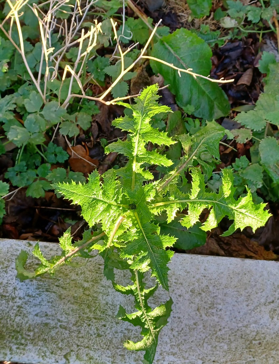 zoedev1174's tweet photo. All in a short stroll around Dalkey, Co Dublin today... so far mainly leaves.. fun to identify. https://t.co/uVyo58ne5i