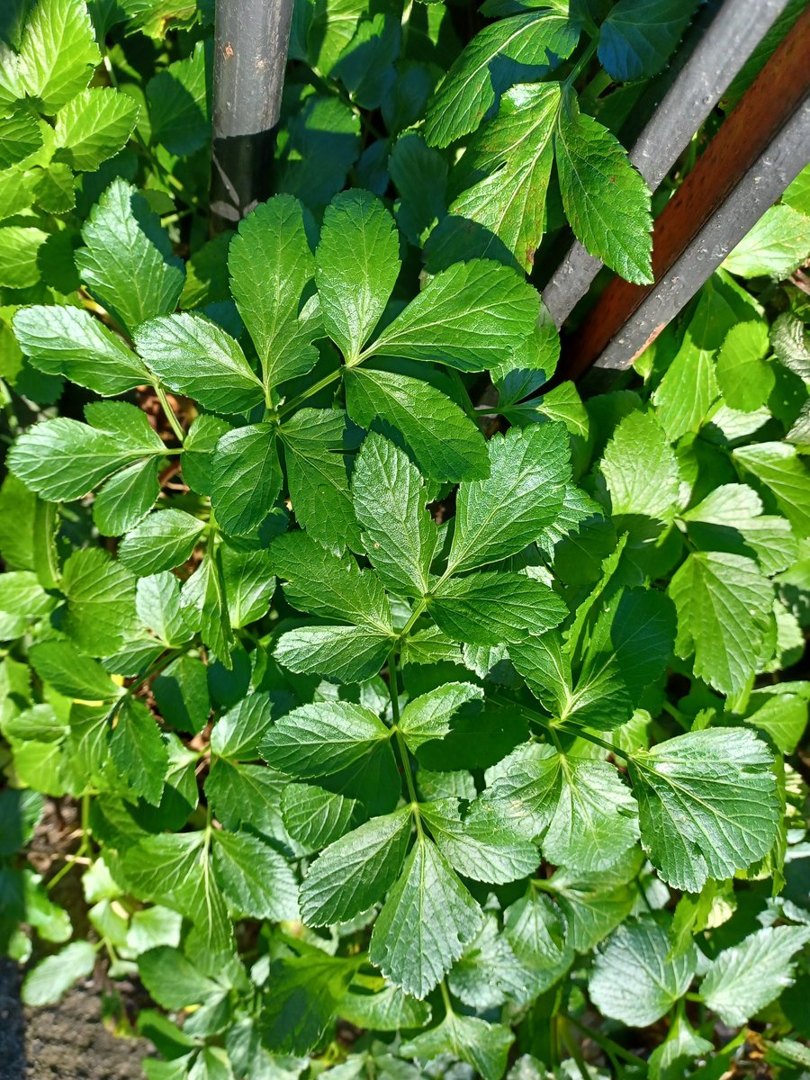 zoedev1174's tweet photo. All in a short stroll around Dalkey, Co Dublin today... so far mainly leaves.. fun to identify. https://t.co/uVyo58ne5i