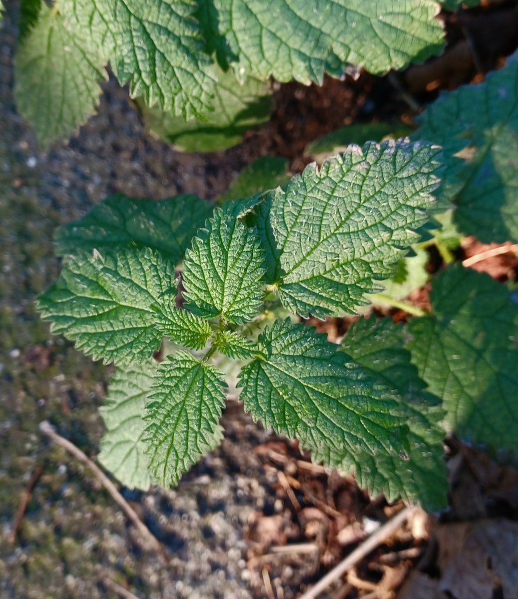 zoedev1174's tweet photo. More leaves... https://t.co/rH5dBmIVrE