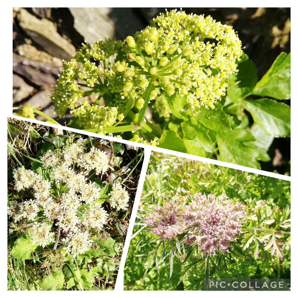 It was so cold on the cliffs #WildflowerHour, that I kept to the hedgerows in pursuit of some familiar umbellifers: Alexanders in greenish-yellow, the creamy umbels of Hogweed which has never stopped flowering & Wild Carrot, in the pink here but very variable as always.