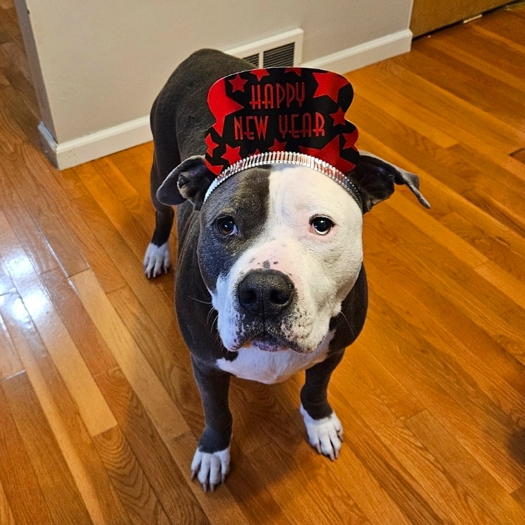 Thor the All American Bully tweet media