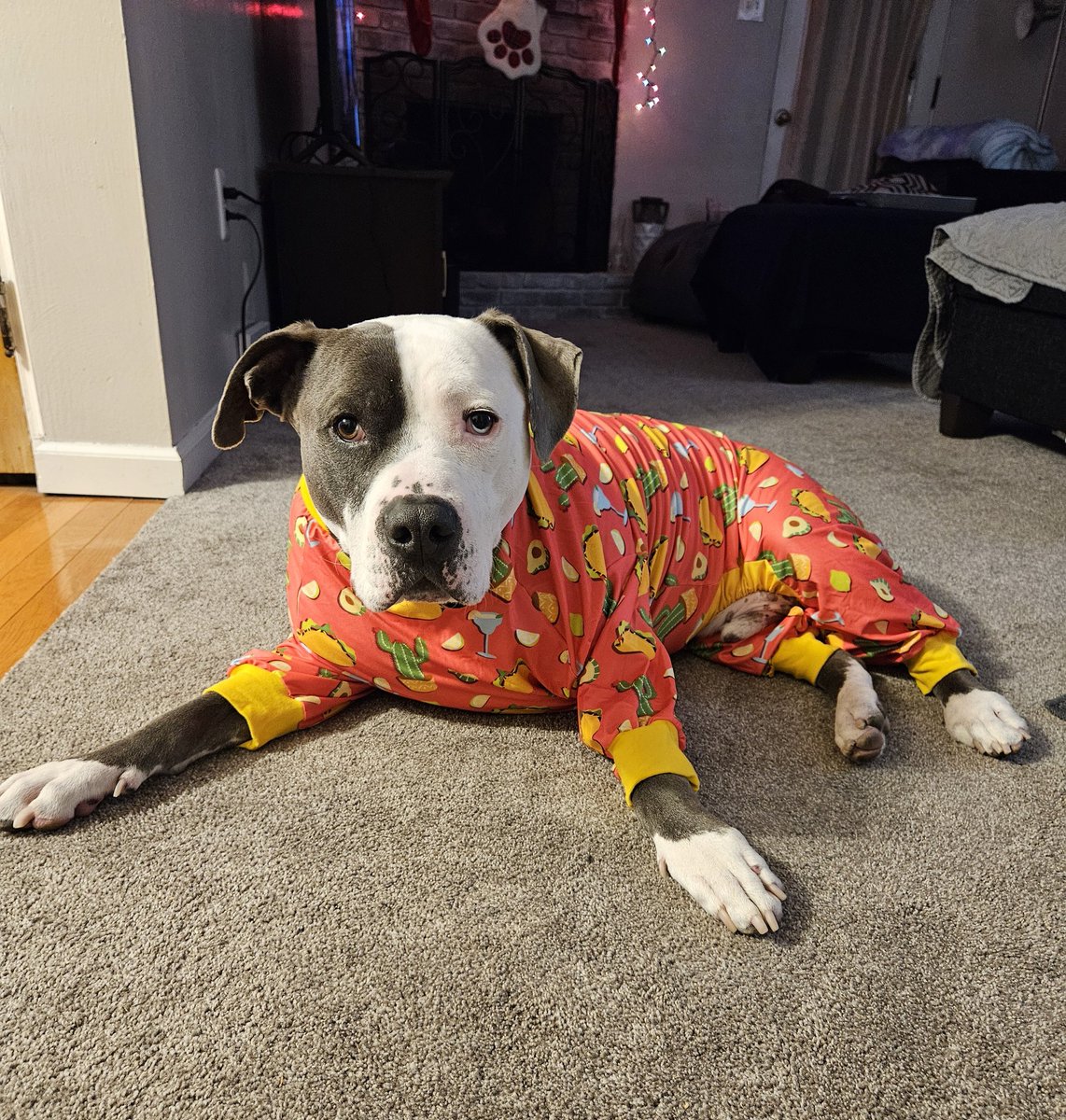 Thor the All American Bully tweet media