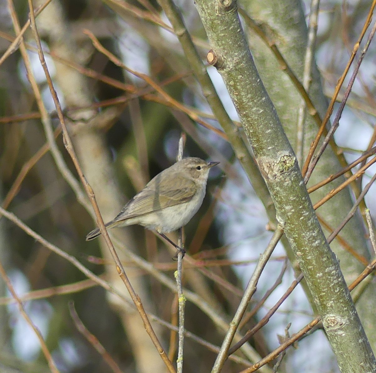 Alexliddle88's tweet photo. Sibe/sibish Chiffchaff from Broadwater today - pretty cool to see the Great Northern Diver here too. #londonbirds https://t.co/YJLluUNbJT