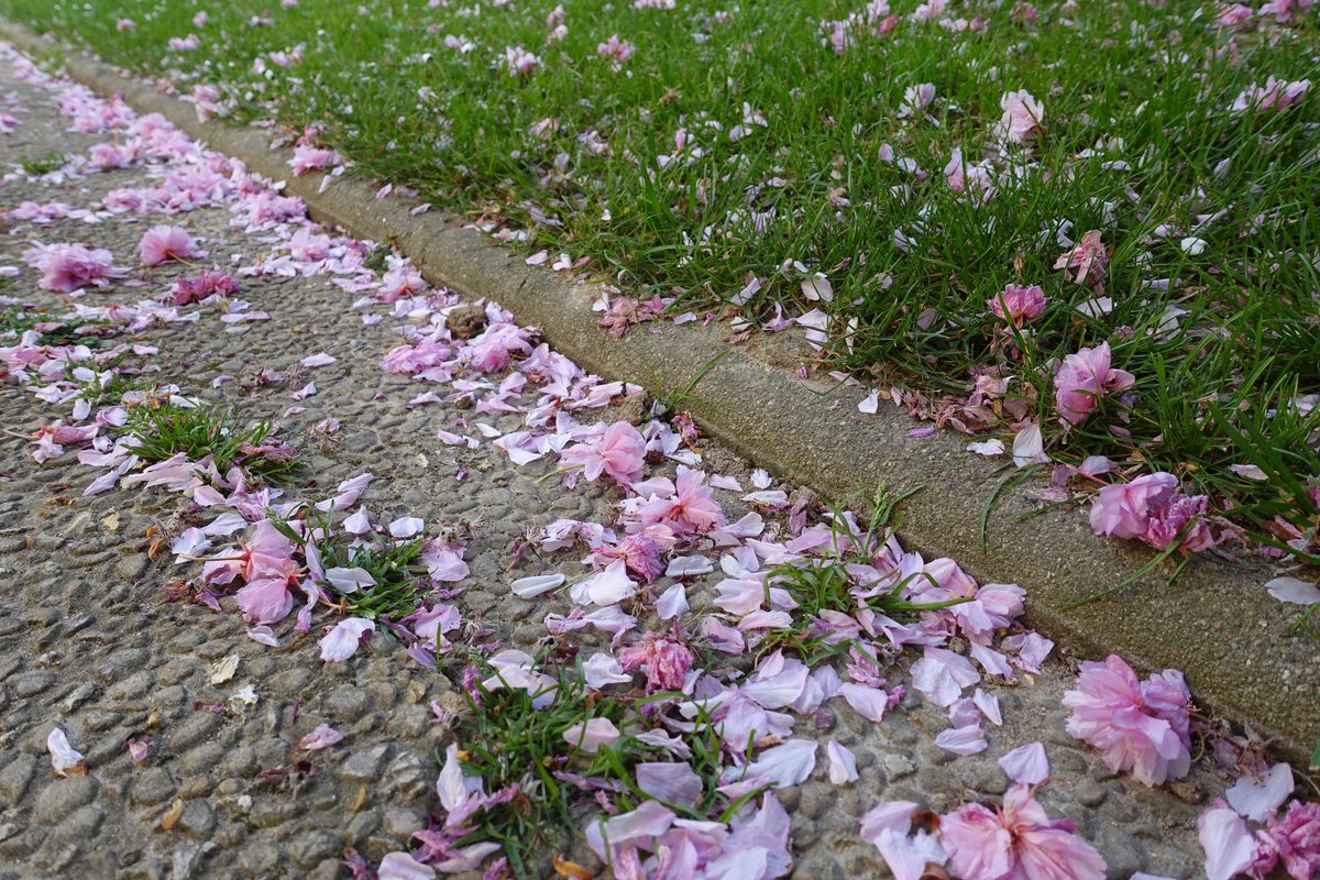 ArtiTweets's tweet image. Wisdom's gentle breeze,
Petals fall, #instructing paths,
Nature's silent guide.
#MyDarkScribbles🖊 
#haikufeels
#poetry