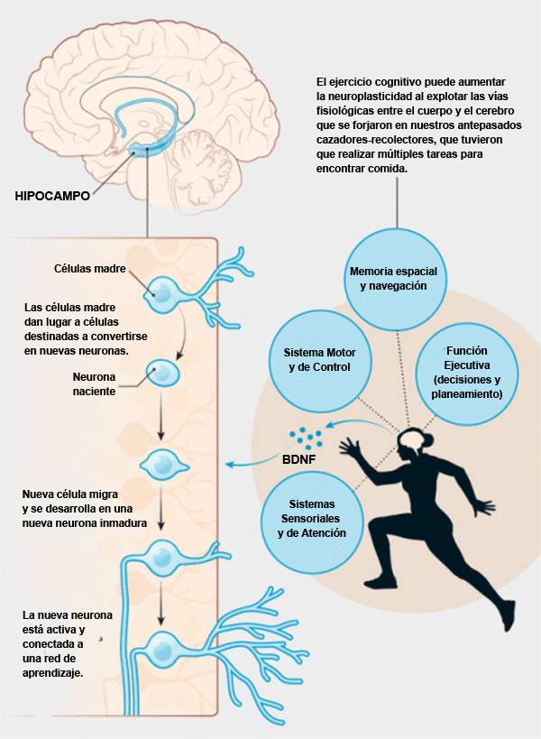virginiog's tweet photo. El factor neurotrófico derivado del cerebro (BDNF: Brain Derived Neurotrophic Factor) favorece la proliferación, diferenciación y supervivencia de las neuronas

Hacer ejercicio con regularidad favorece la producción de BDNF lo que mejora la memoria, atención y función cognitiva https://t.co/0l0ODK3GKc