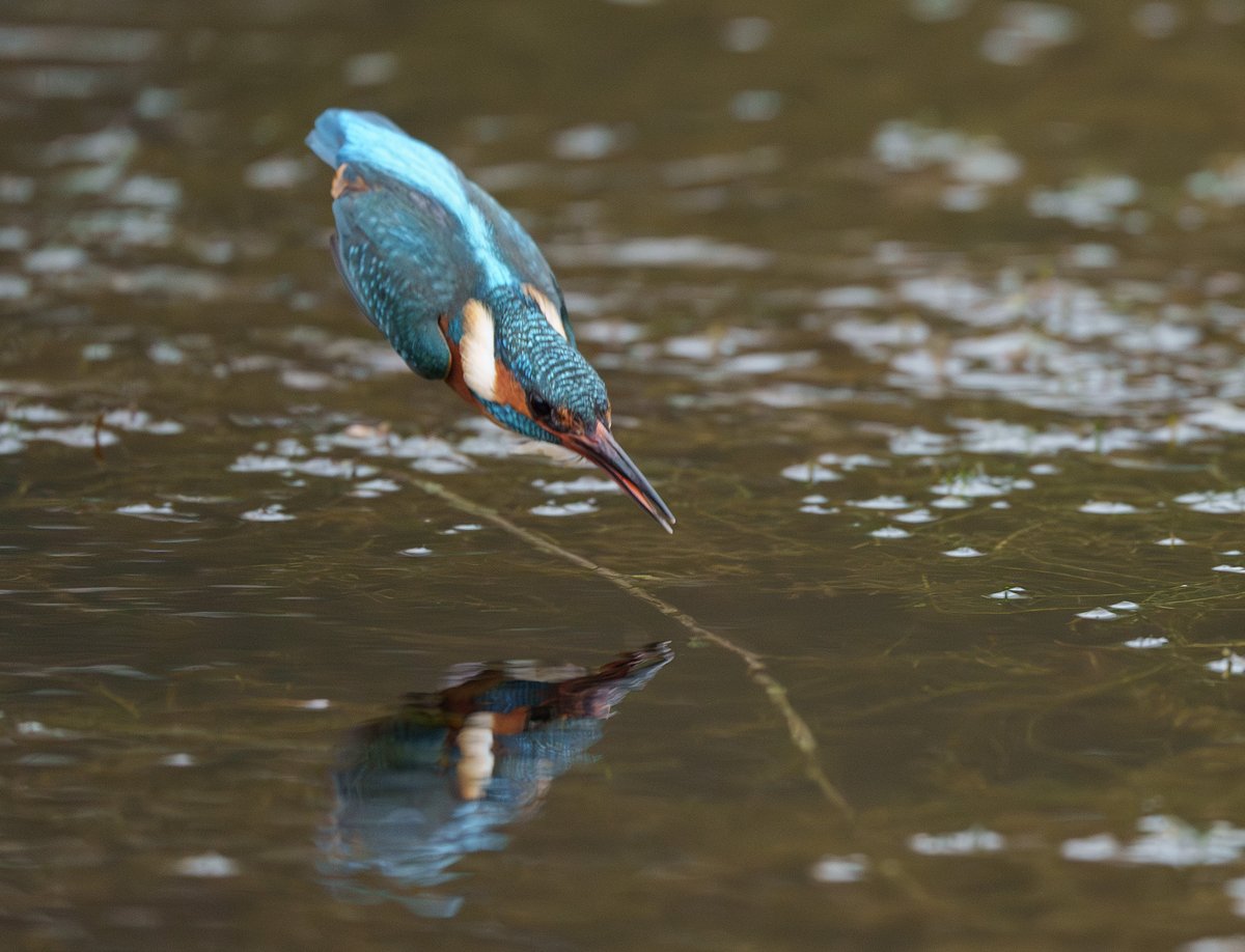 Another trip out to hopefully bump into my favourite wee bird. Very lucky to spend another hour in her company and maybe the light will join us next time if we meet again.