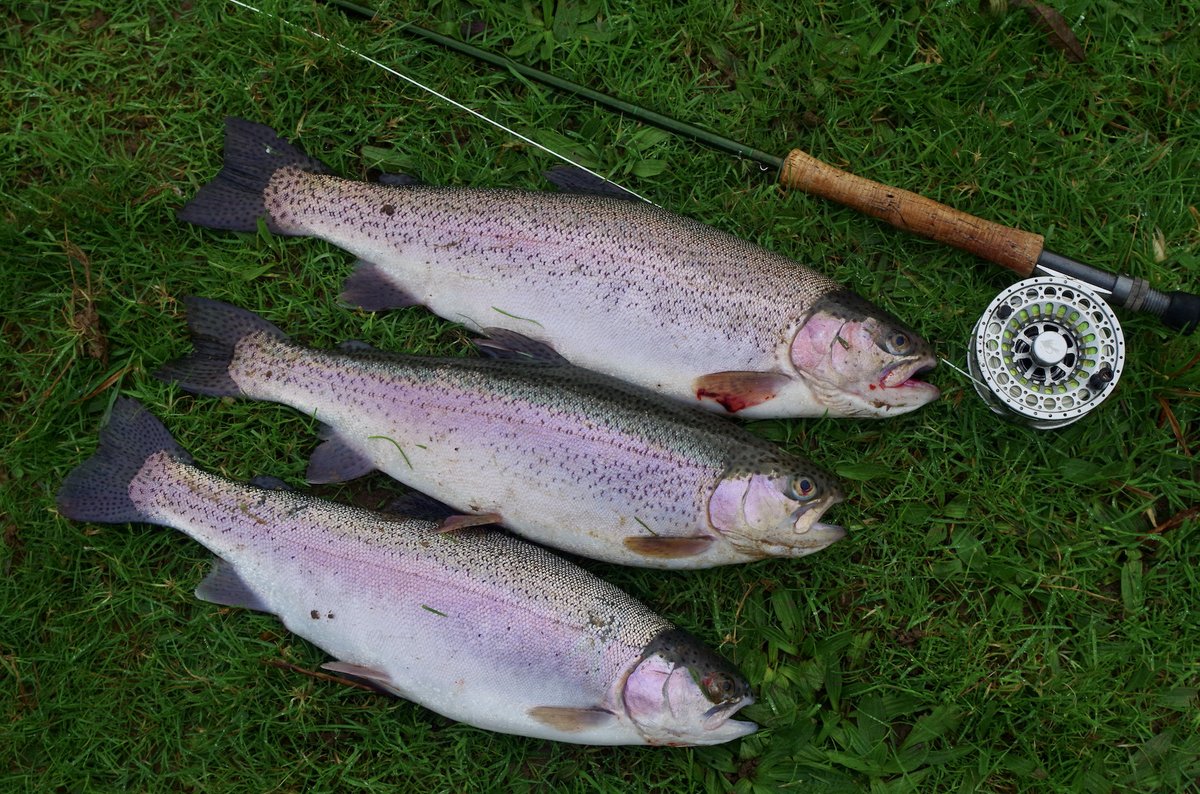 NDAnglingnews's tweet image. northdevonanglingnews.co.uk/2024/01/14/lim…
#snowbee #flyfishing #troutfishing #bulldogfishery