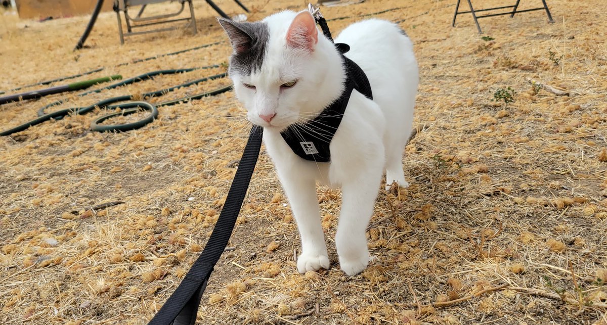 DapperlyCats's tweet photo. Grumpy walkies with Watson https://t.co/nQNwS3nrta