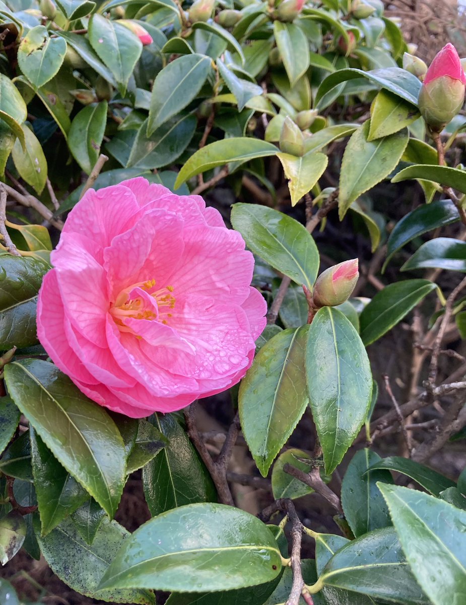 Eamon Carr tweet media