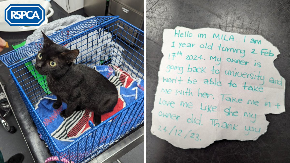 A young cat was found abandoned in a carrier at #Barking Park with a note saying ‘take me in and love me’ on 24th December 🥺

If you have any info, please call 0300 123 8018 ☎️⁣

#JoinTheRescue and help us to be there for more abandoned animals: bit.ly/4792BOb