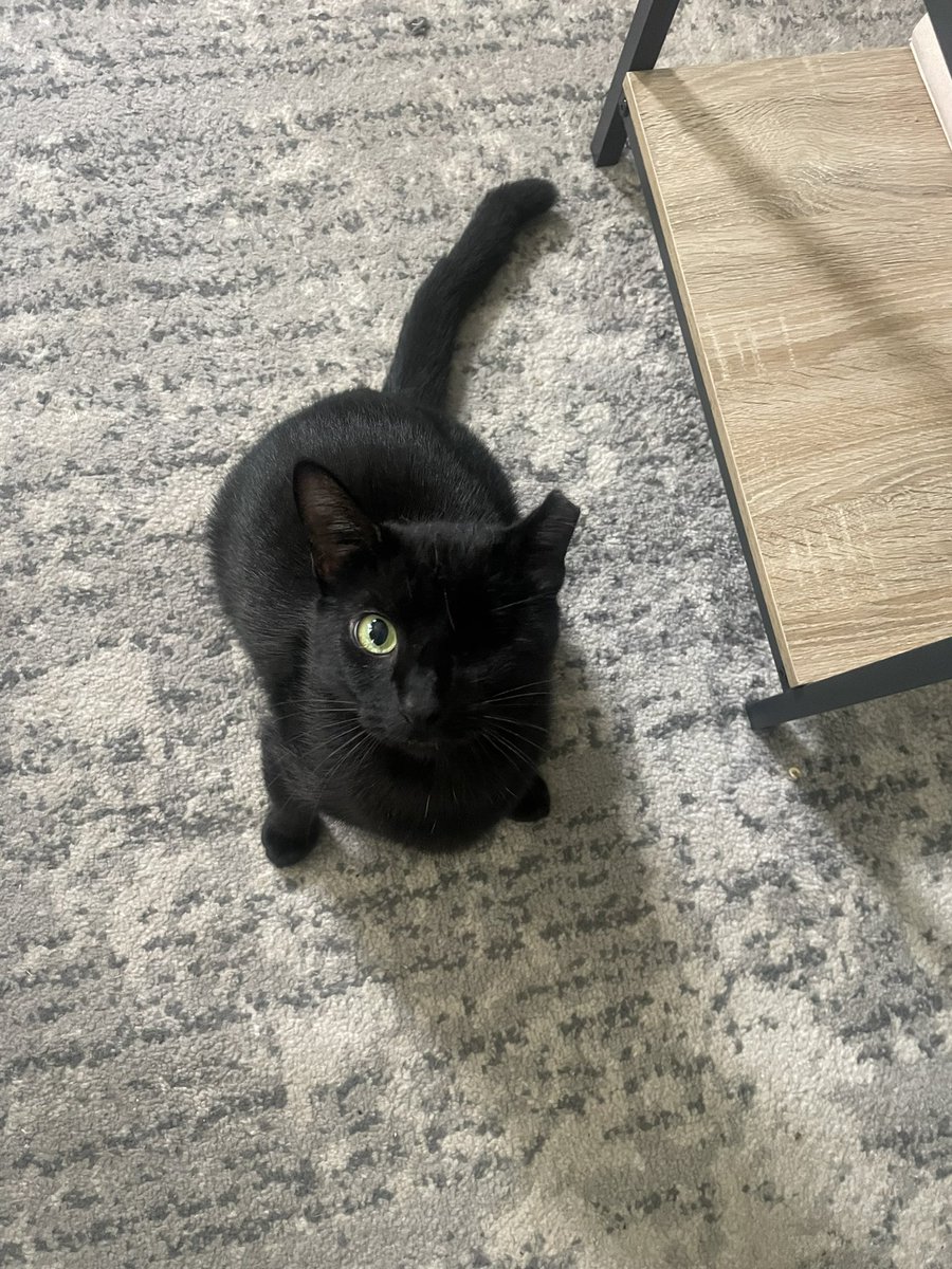 My one eyed black cat.