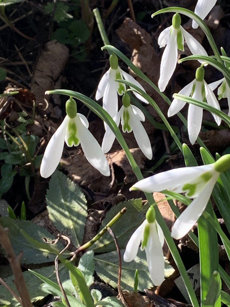 New on the blog: a murder of snowdrops #blackberrytale #gardenblog #gardeningtwitter #gardeningX #MondayMotivation #taplink blackberrygarden.co.uk/2024/01/the-bl…