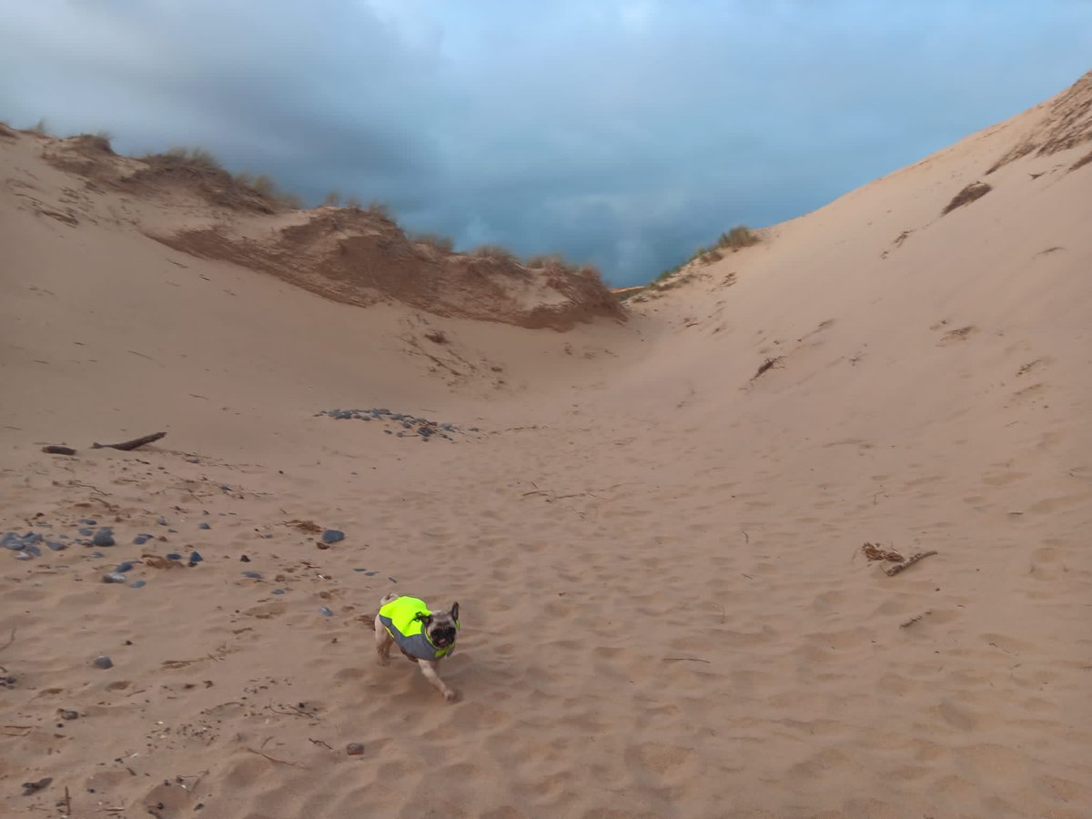 pugogracey1's tweet photo. Beach day!! It was a cold 🥶 one pals. I'm now fast asleep, after all that excitement and running around. Hope everyone has a pawsome Sunday 🥰🥱😴💤 #SundayVibes #Puglife #Walk #Beach #Cold #Rainb https://t.co/ugsJsOraRf