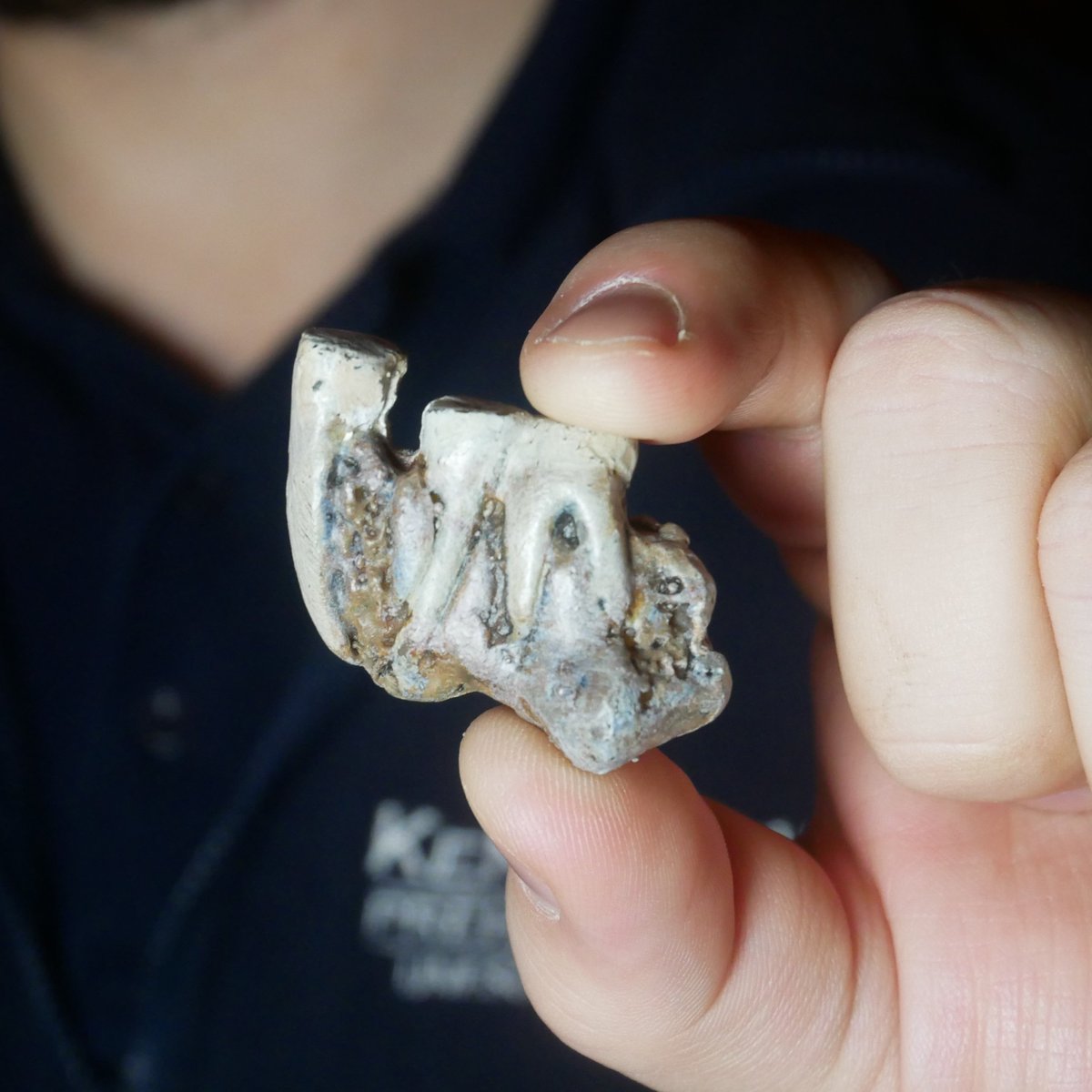 This tiny artefact is a replica of the oldest homo-sapien fossil ever found in the UK. And it was found here in our cave in Torquay! In 1926, excavators uncovered 3 teeth &amp; a fragment of jaw belonging to a 12yo girl who lived at Kents Cavern 42k yrs ago. kents-cavern.co.uk/jawbone