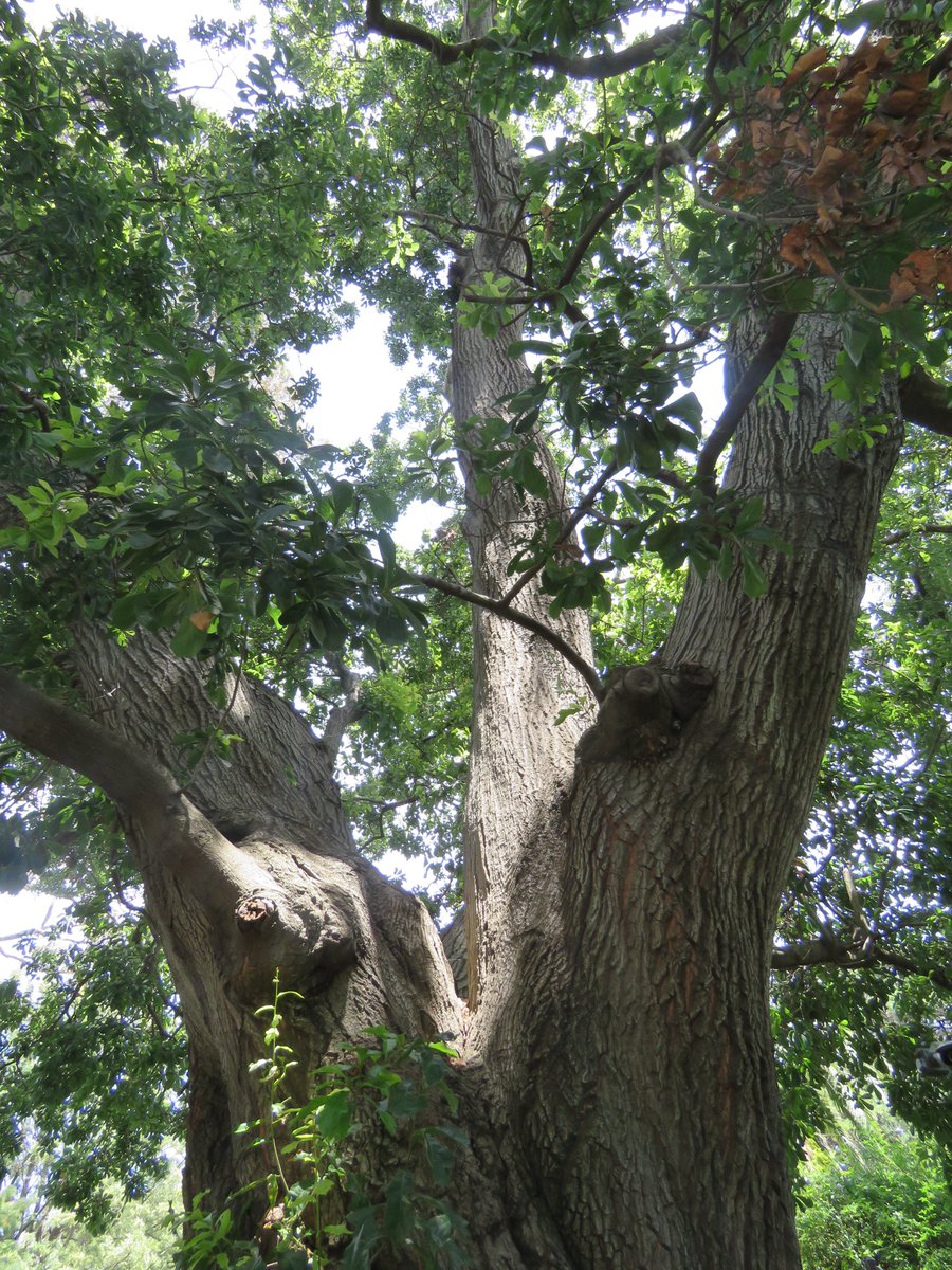 StuartWilliams_'s tweet photo. Quercus nigra (water oak) in Raheen Drive in Kew. Planted c. 1882 making it over 140 years old. Water oak is a deciduous tree that is native to the south-east of the USA.
#TrustTrees #Quercus #Fagaceae https://t.co/jmo2hBIKml